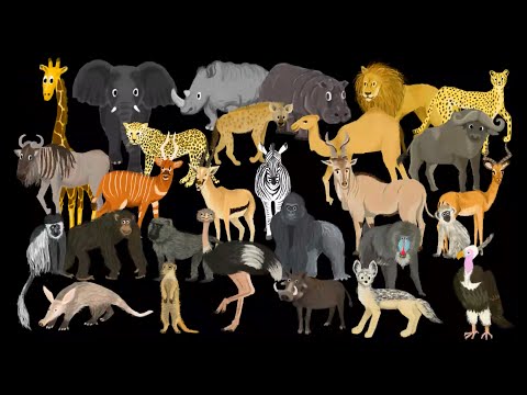 African Animals - The Kids' Picture Show (Fun & Educational Learning Video)