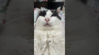 LASD9 💗 #gatos #gato #michis #gatito #mascota #mascotas #cat #cats #meme #catlove #davooxeneize