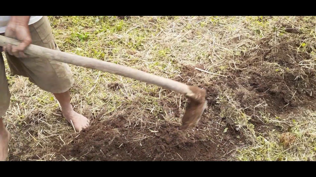 CARA MENANAM JAGUNG SECARA PRAKTIS DAN HEMAT BIAYA 