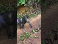 هذه الحيوانات من خلق الله تقتل بضربة واحدة,😲 #معلومات #facts #viral #animals