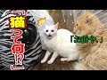 自分は人間だと思ってる子猫が初めて猫を見たときの反応が面白すぎるｗｗｗ