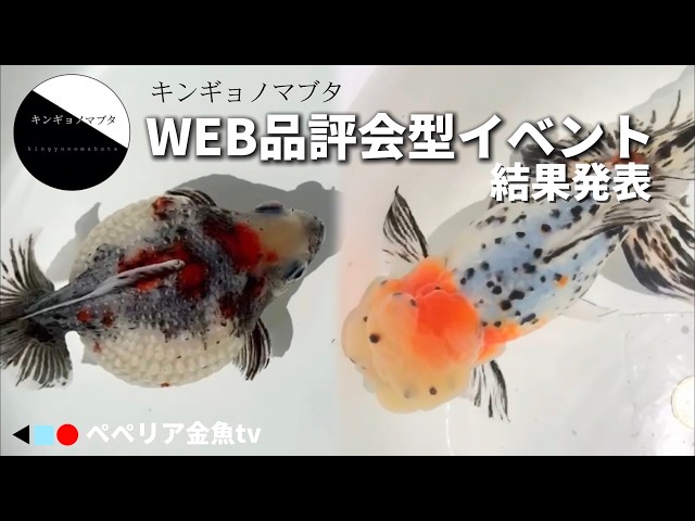 キンギョノマブタ2024】金魚のWEB品評会型イベント | 一次審査通過