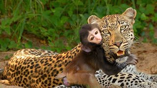 Mother Leopard Adopt Baby Baboon After Killing its Mother