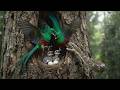 Quetzal Bird: 110 Days From Egg to Fearless Survivor
