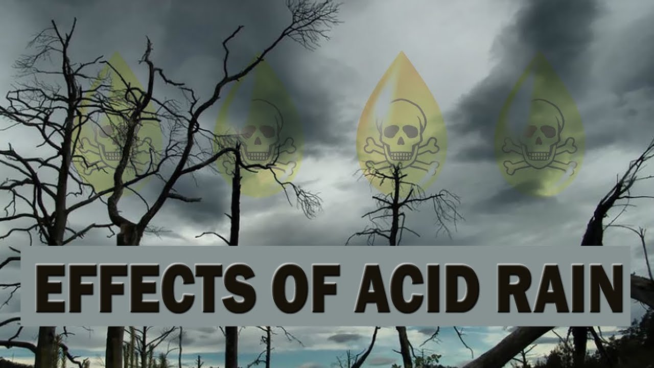 Effects of Acid Rain on Plants Biology Diagrams