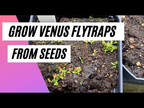 वीनस फ्लाईट्रैप बीज कैसे उगाएं