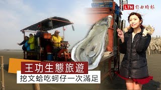 王功生態旅遊挖文蛤吃蚵仔一次滿足