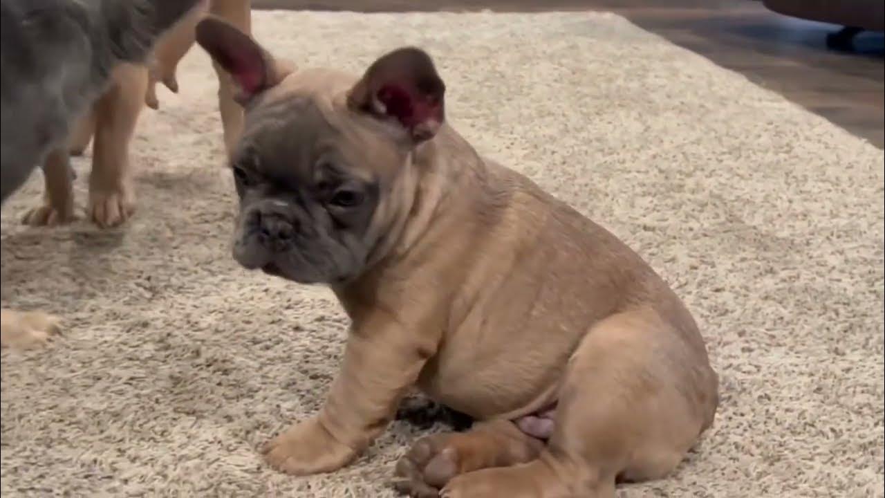 Blue sable fluffy carrier frenchie YouTube