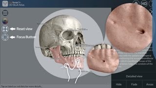 Tutorial and Top Bar - AppSurgeOn 3D Skull Atlas screenshot 5