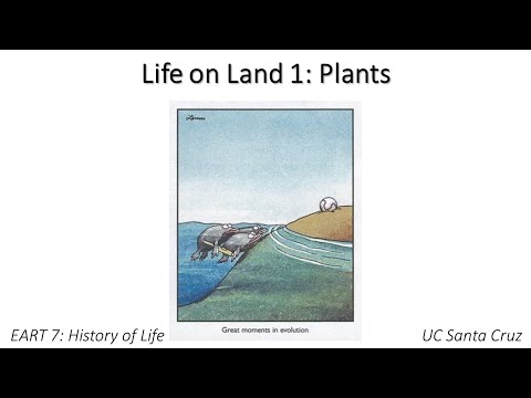 Video: Vilka är växternas anpassningar till livet på land?