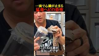 毒ヘビから毒を抽出する衝撃の瞬間