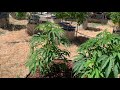 Growing cannabis from seed outdoors