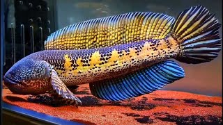 Top 10 Most Beautiful Channa Barca | Amazing and Rare Snakehead Fishes