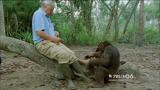 Nature Attenboroughs Life Stories