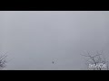 Николаевские голуби 27.11.21 Дождливая погода