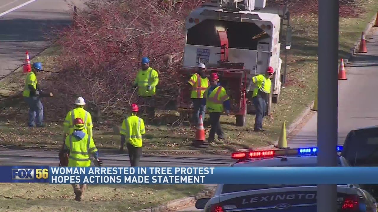 Mayor Gorton says KU will alter tree cutting plans for next couple of days