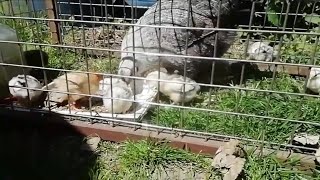 PRÉSENTATION DE TOUS MES POUSSINS ! 42 POUSSINS ÉCLOS EN MAI ! 😊🐤