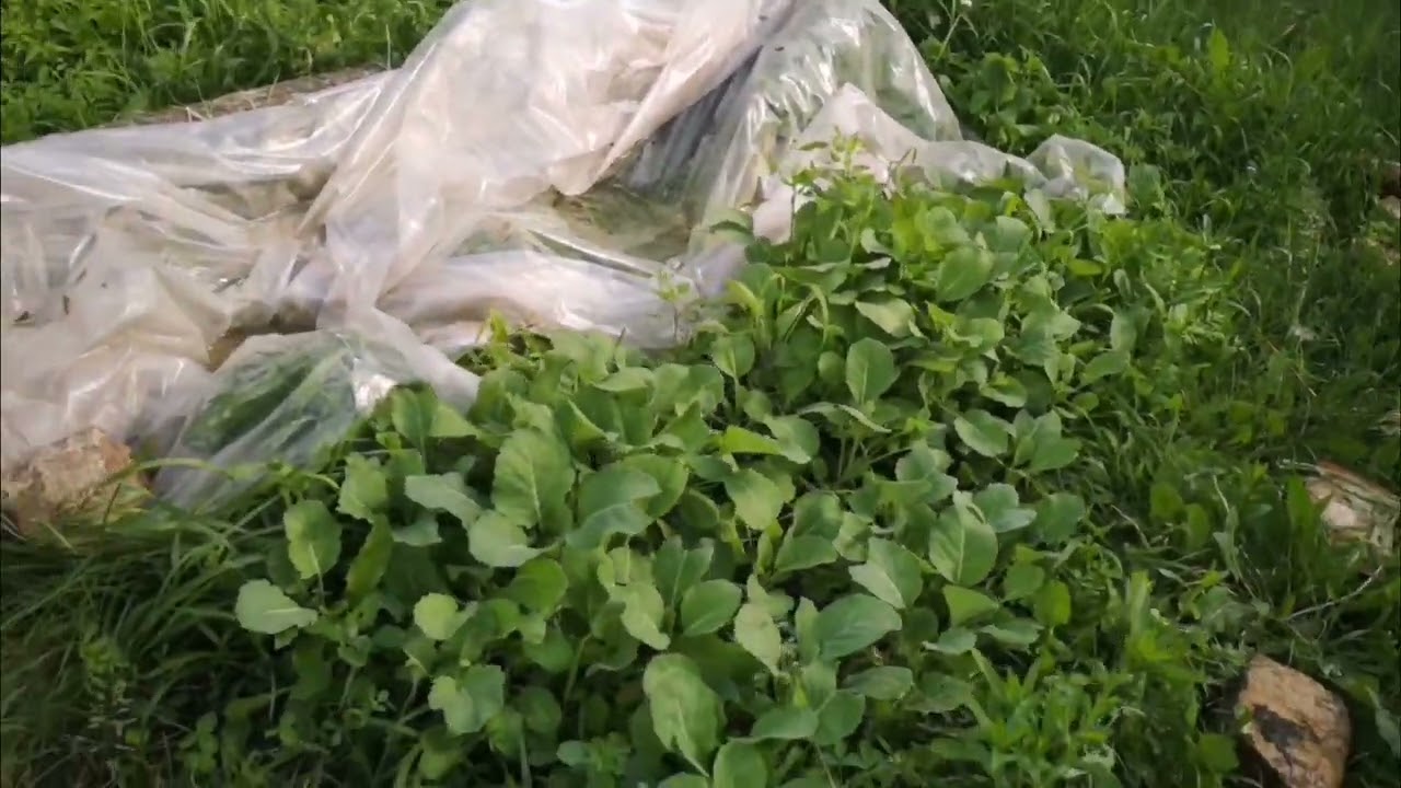 Тыква. Лучшая подкормка для моих кур зимой. Готовь сани летом