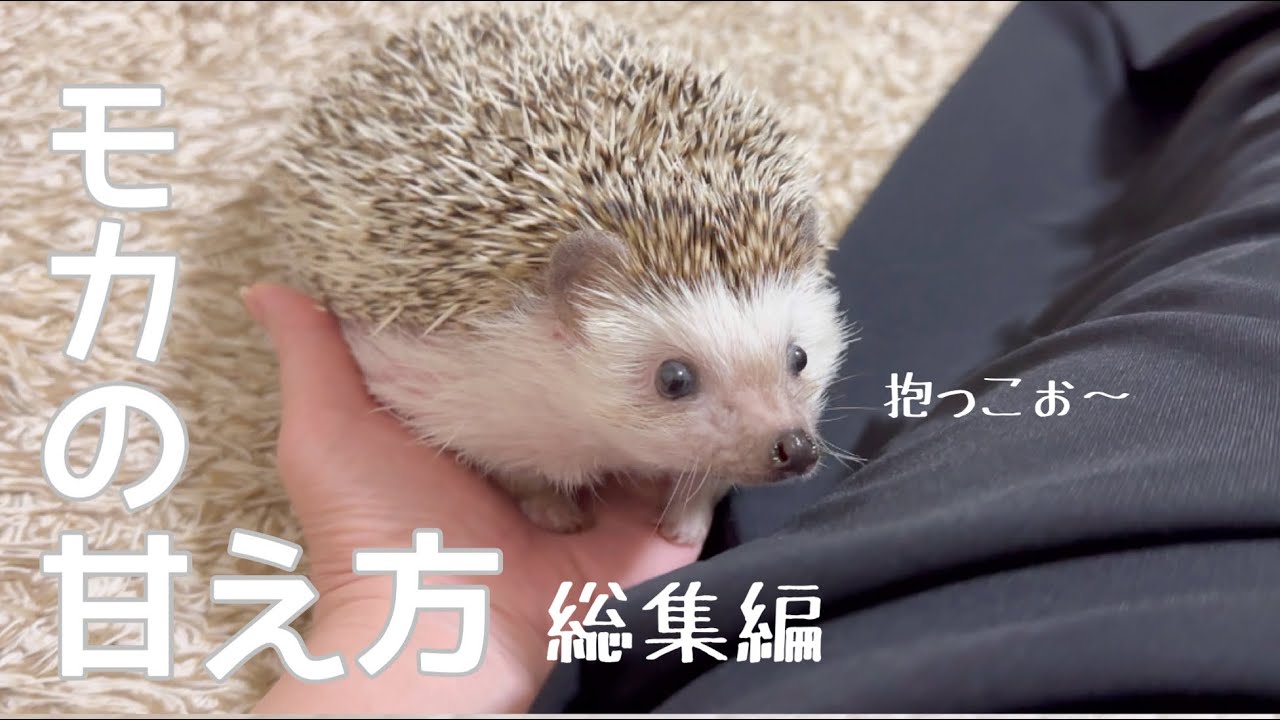 ハリネズミ 仲良し2匹のハリネズミ - Picture of Harry Wood Namba, Sennichimae