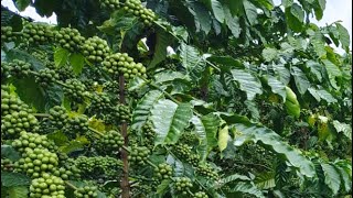 Kebun kopi sistem pagar usia 20 bulan