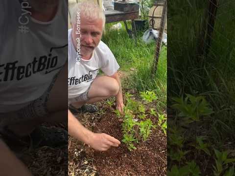 Мульча/кора сосны для гортензий, жимолости, голубики, хвойных, клубники и тп. #СуровыйБотаник