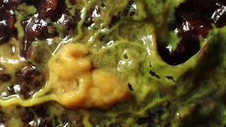 Creeping Flesh #Slimemolds #SlimeMoulds #Protoplasm #Protoplasmic #Horror #Creeping #creepingdeath