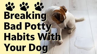 Breaking Bad Potty Habits With Your Dog: How To Get Your Dog To Pee Outside by Terrier Owner 2,567 views 1 year ago 9 minutes, 17 seconds