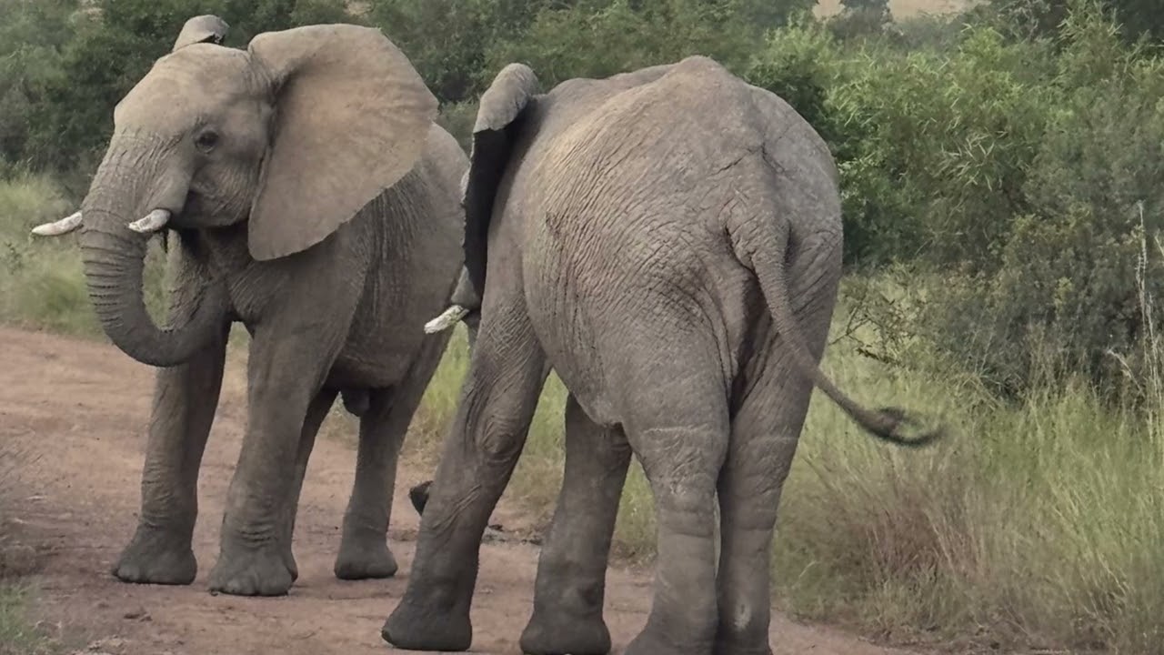 An unexpected journey - unbelievable South Africa - Komati Springs