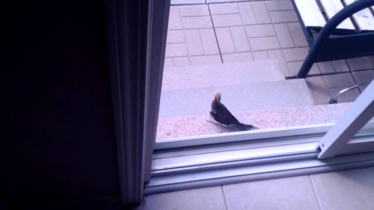 Legendary Pokemon Ho-oh in Real Life