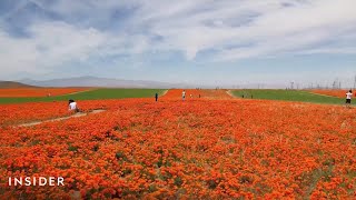 Stunning Video Shows Poppy Blooms Taking Over Parts Of California | Insider News