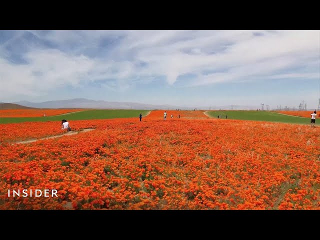 Stunning Video Shows Poppy Blooms Taking Over Parts Of California | Insider News class=