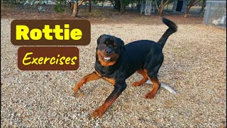 Rottie Exercises Himself Every Morning
