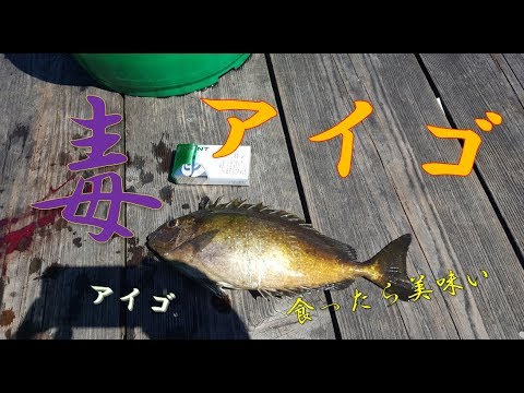 毒魚 アイゴを釣る Youtube