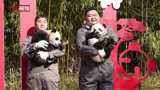 [New Year Chronicle] 2025 Giant Panda Cubs Form a Group to Greet and Welcome the Spring Festival