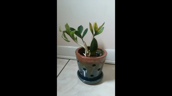 New Houseplant Plant -- ZZ Plant (Zamioculcas Zamifolia)
