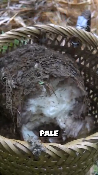 Hidden Power of Banana Root: A Summer Snack from the Fields!