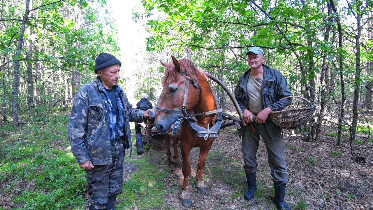 КАК ЖИВУТ ЛЮДИ в БЕЛАРУССКОЙ ГЛУШИ. ЖИЗНЬ в ГЛУХОЙ ЛЕСНОЙ ДЕРЕВНЕ. №356