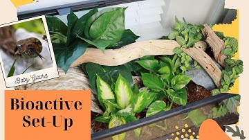 Bioactive Tank Set-Up for Baby Colombian Boa