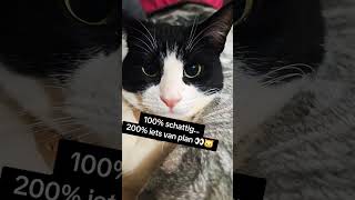 “Schattig gezichtje, gevaarlijke plannen 😼"#SchattigeKat #KattenVanNederland #KattenLiefde