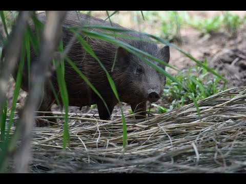 A pygmy hog story