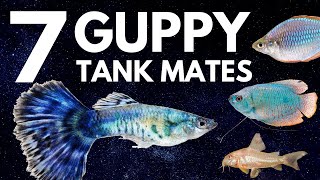 7 Most Popular Guppy Tank Mates You Need to Try