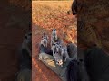 Meerkat friends!!! 🤗😚 #animals #cute #shorts #meerkat