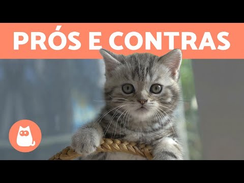 Vídeo: Como Escolher Um Gato Que Se Adapte Ao Seu Estilo De Vida