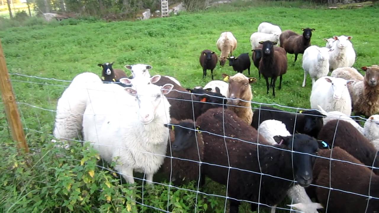 En himla massa bäää - My friends the sheeps say Hello!