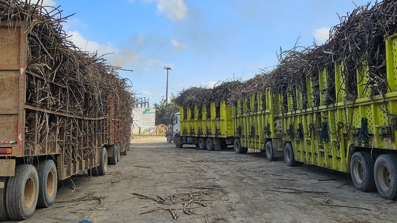 Usina JB 600 funcionários 200 julietas carregando canas em Vitória de Santo Antão 2025