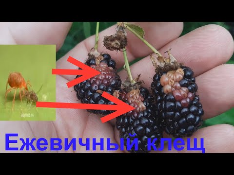 Видео: Когда поспевает можжевельник?