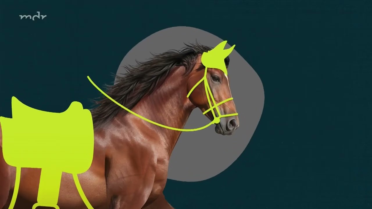 ARD/MDR deckt Tierleid auf – Zwischen Lieben und Quälen | Nicht länger wegsehen #veterinary