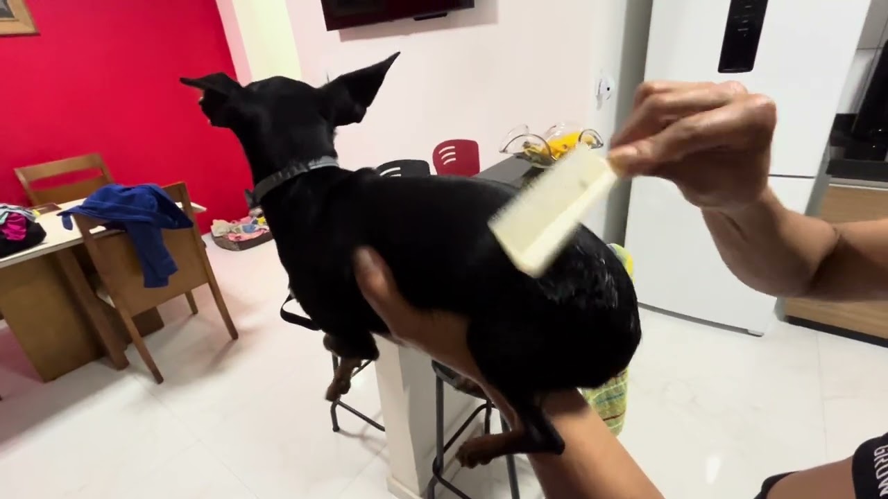 CHICLETE AGARRADO NA BUNDA 🤣🤣 