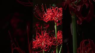 Red Spider Lilies in Autumn Light | Hasselblad X2D II 100C & XCD 35–100E