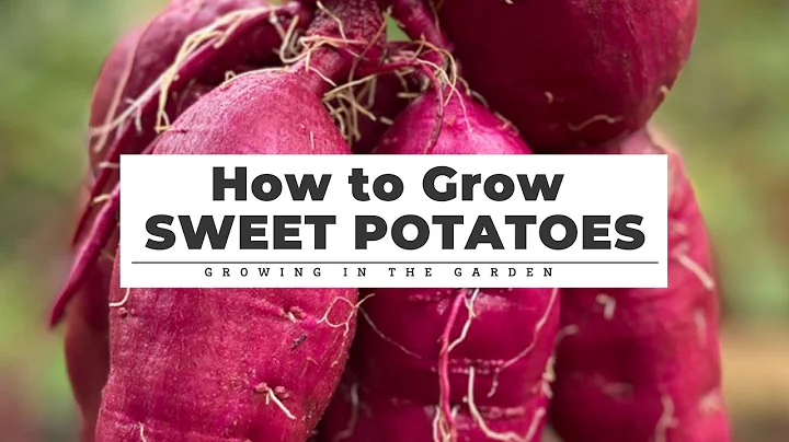 How to GROW, HARVEST, CURE & STORE Sweet Potatoes - DayDayNews